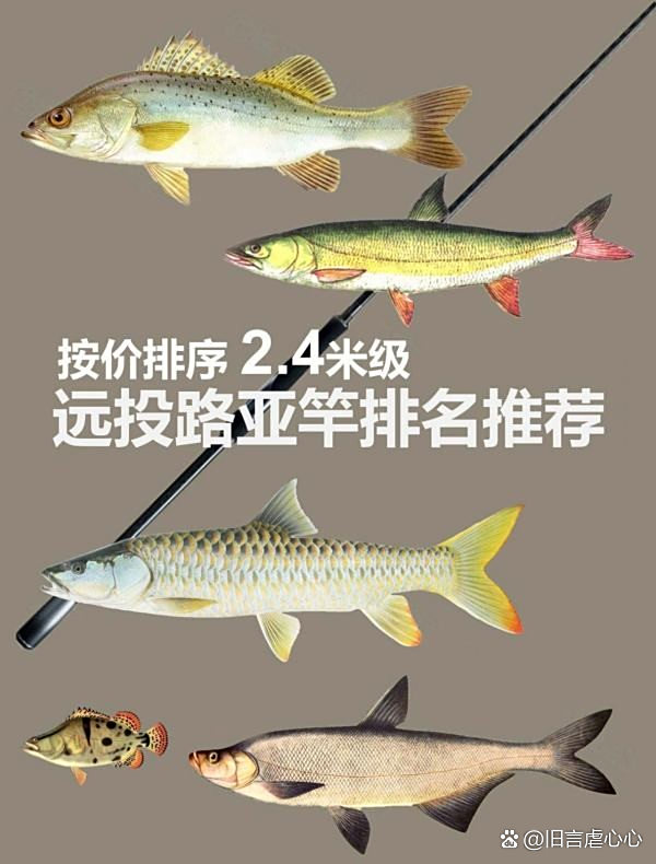 2.4米路亚竿推荐(24米路亚竿推荐性价比高)