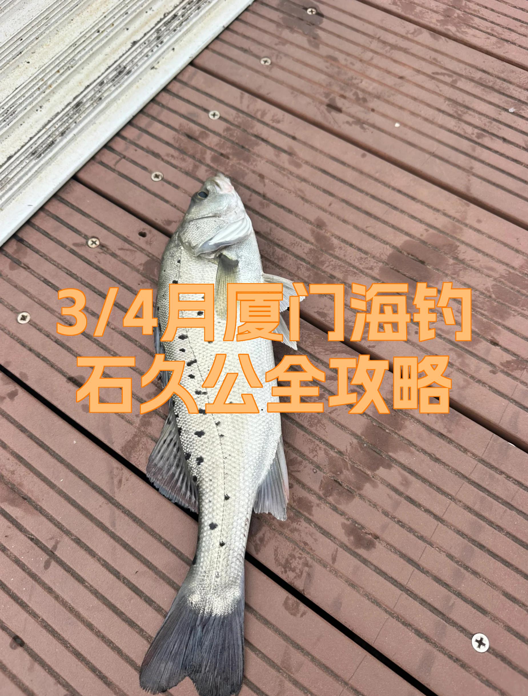厦门同安大桥海钓(厦门同安海钓哪里好)