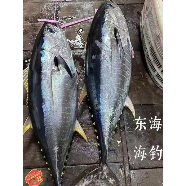 东海钓金枪鱼(东海金枪鱼洄游路线)