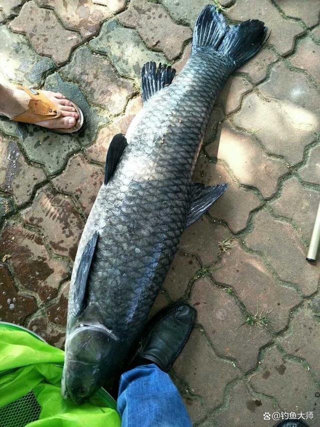 珠海钓青鱼(广东珠海钓鱼)