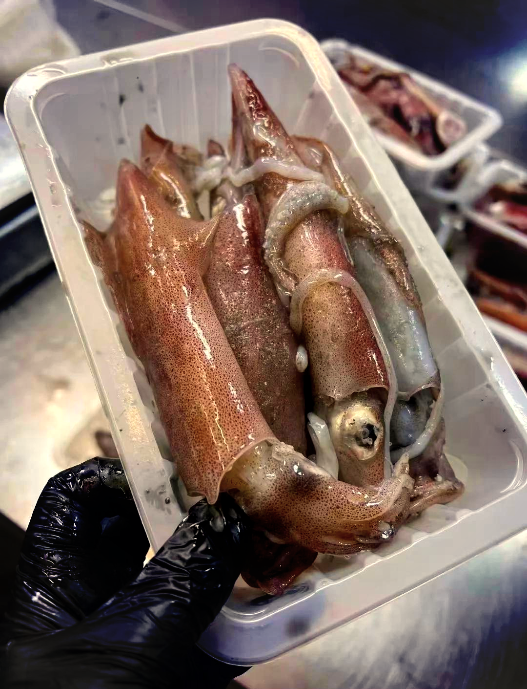海钓鱿鱼的钓法(海里钓鱿鱼用什么饵料)