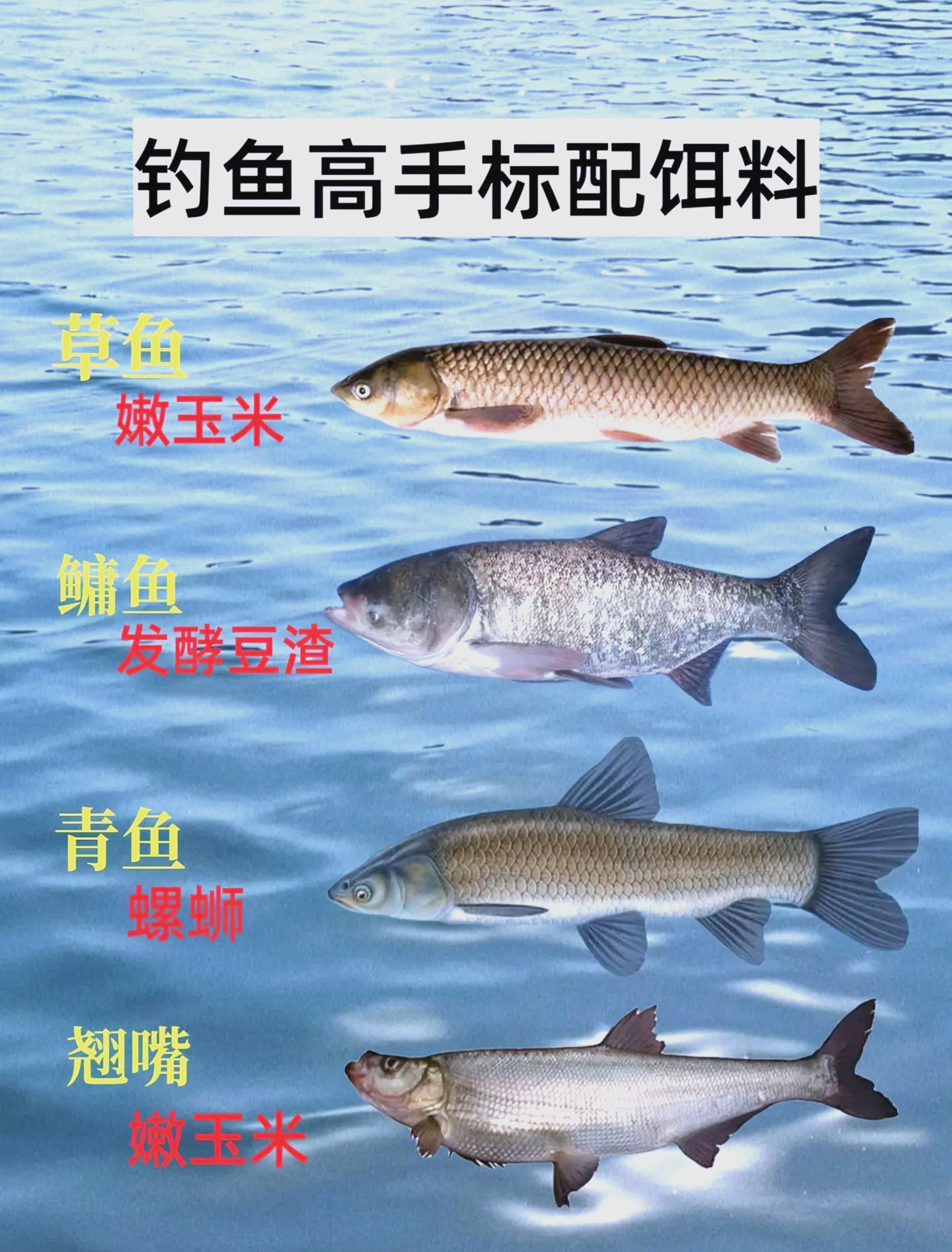 饵料的类型(饵料分类和搭配)