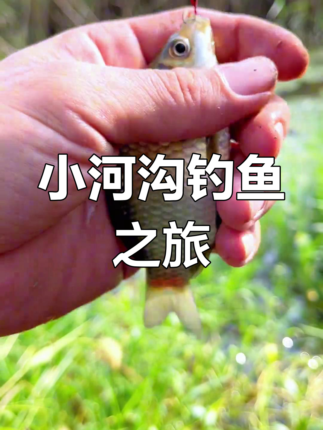 河沟钓鲫鱼技巧(河沟野钓技巧)