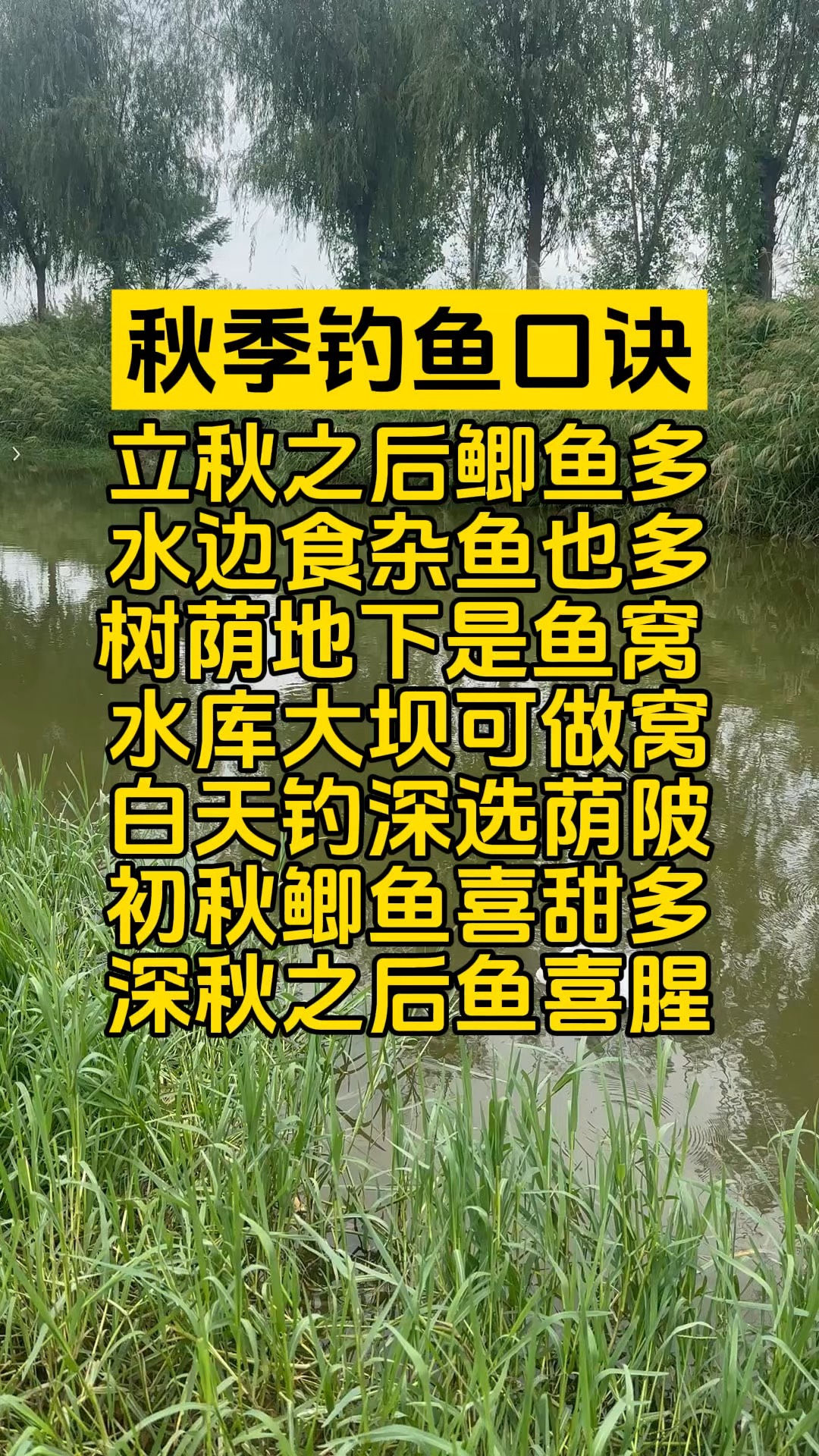 秋季如何钓鱼技巧视频(秋季如何钓鱼技巧视频讲解)