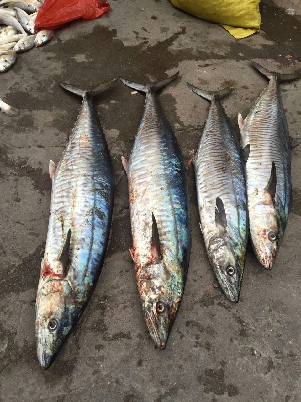 海钓马鲛鱼(海钓马鲛鱼技巧)