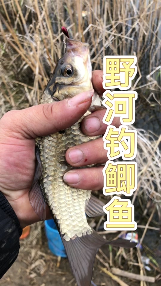 小崔钓鱼饵料在哪买(小崔钓鱼选钓位) 小崔钓鱼饵料在哪买(小崔钓鱼选钓位)