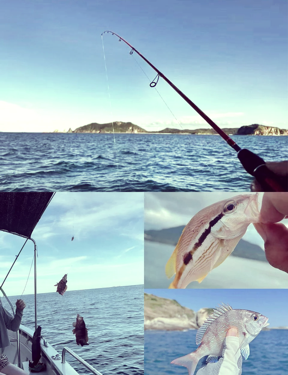 夏季海钓钓鲢鱼的技巧(夏季海钓钓鲢鱼的技巧图解) 夏季海钓钓鲢鱼的技巧(夏季海钓钓鲢鱼的技巧图解)