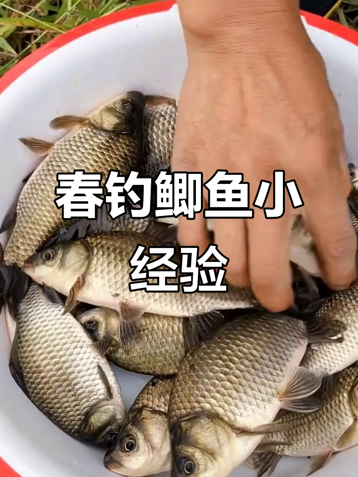 春季钓鲫鱼技巧视频(春季钓鲫鱼野钓视频) 春季钓鲫鱼技巧视频(春季钓鲫鱼野钓视频)
