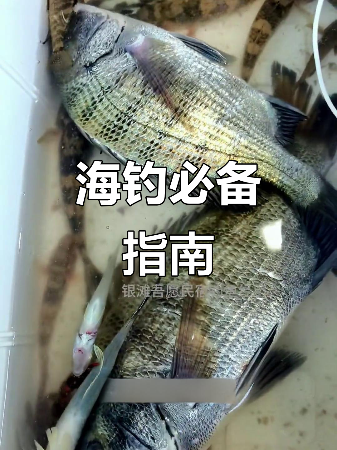 海钓与潮汛的关系(海钓是钓涨潮还是落潮) 海钓与潮汛的关系(海钓是钓涨潮还是落潮)