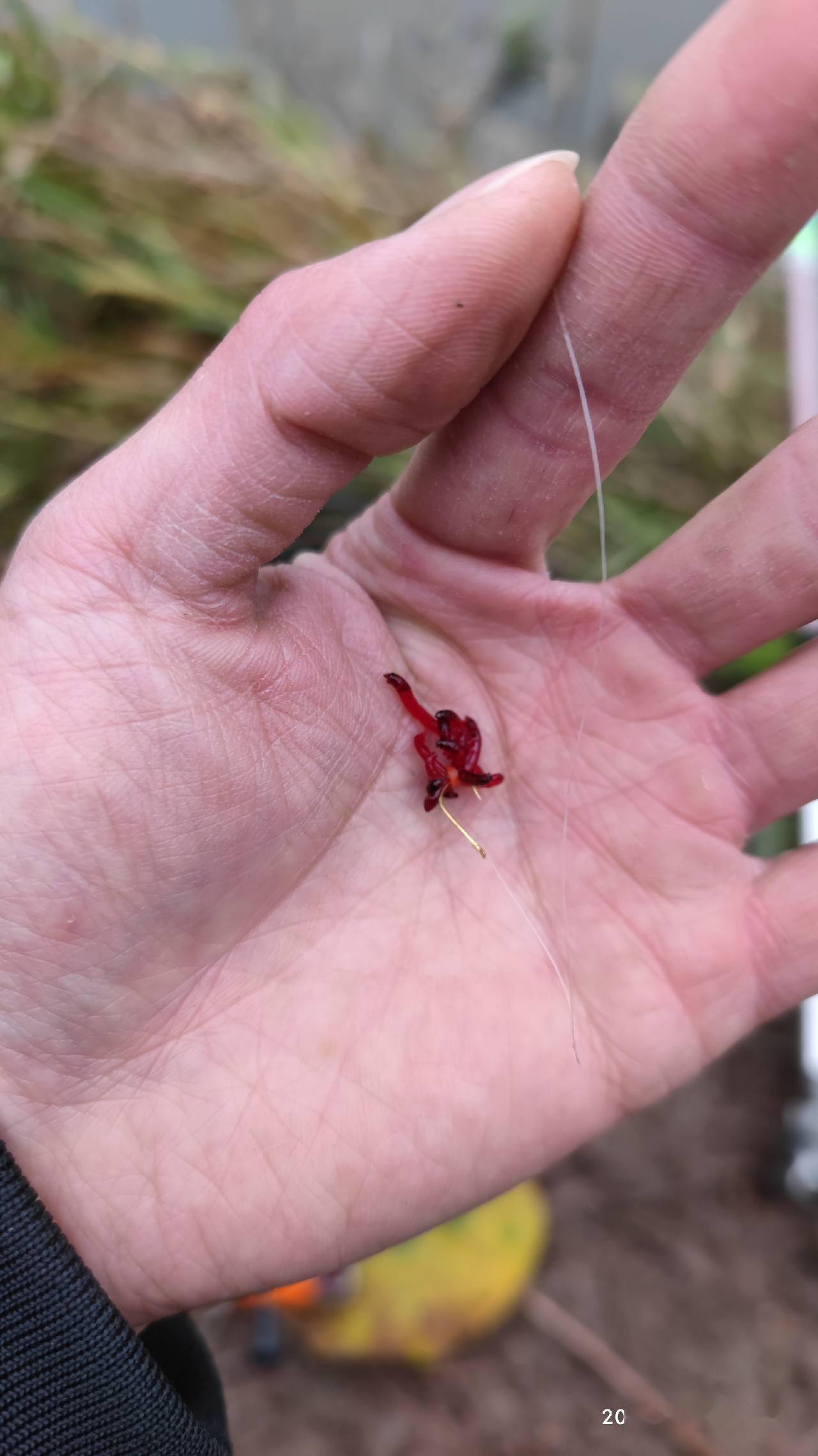 海钓用的红虫图片(钓海鱼用红虫行吗)