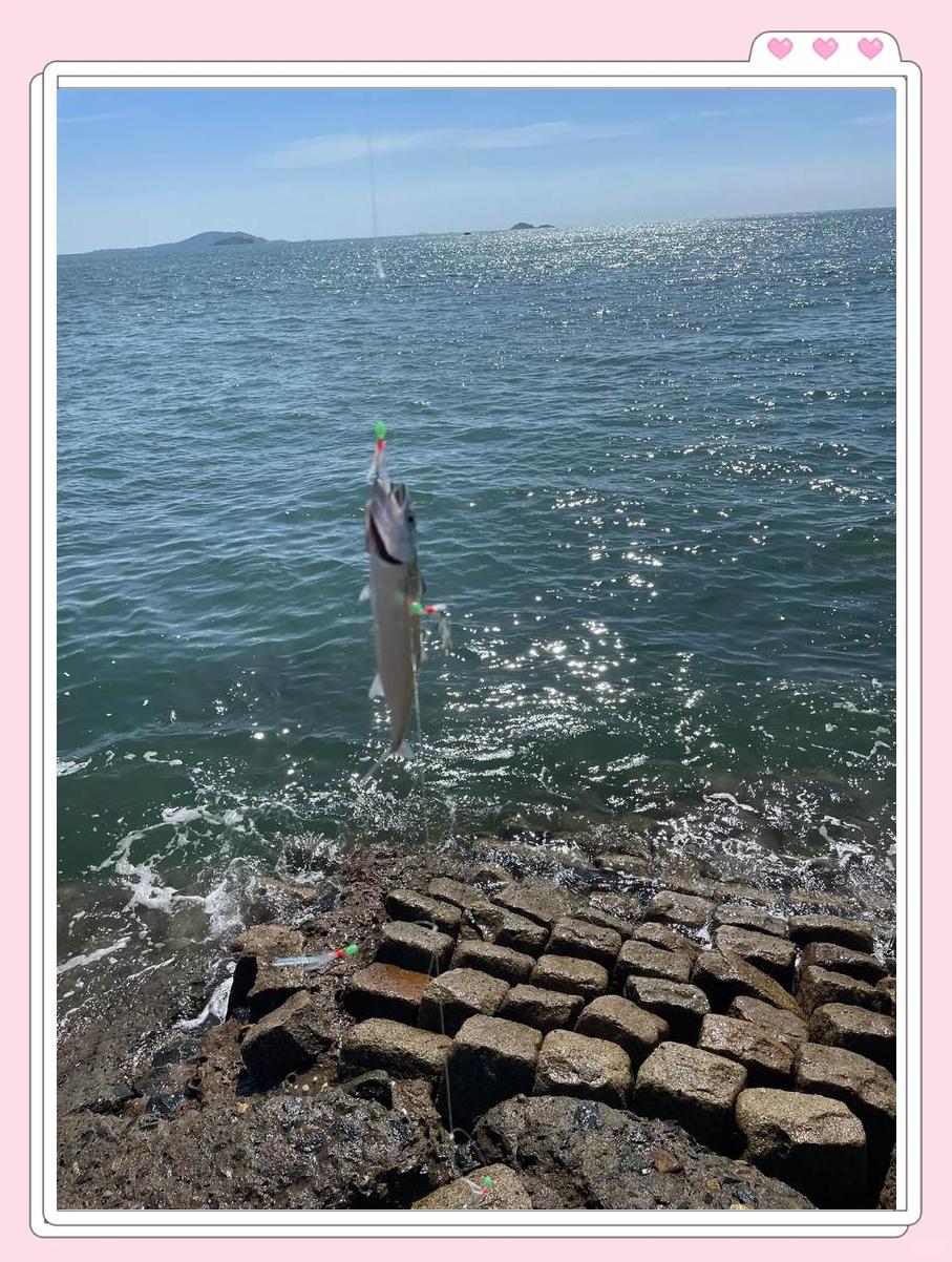 昌黎海钓鲅鱼(海钓鱼多少钱一斤)