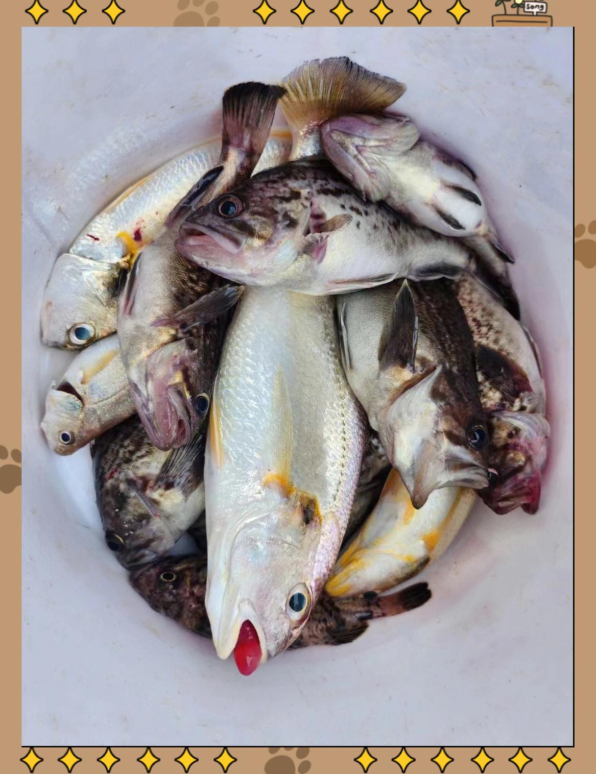 海钓牙片鱼钓法(大连钓牙片鱼用什么饵)