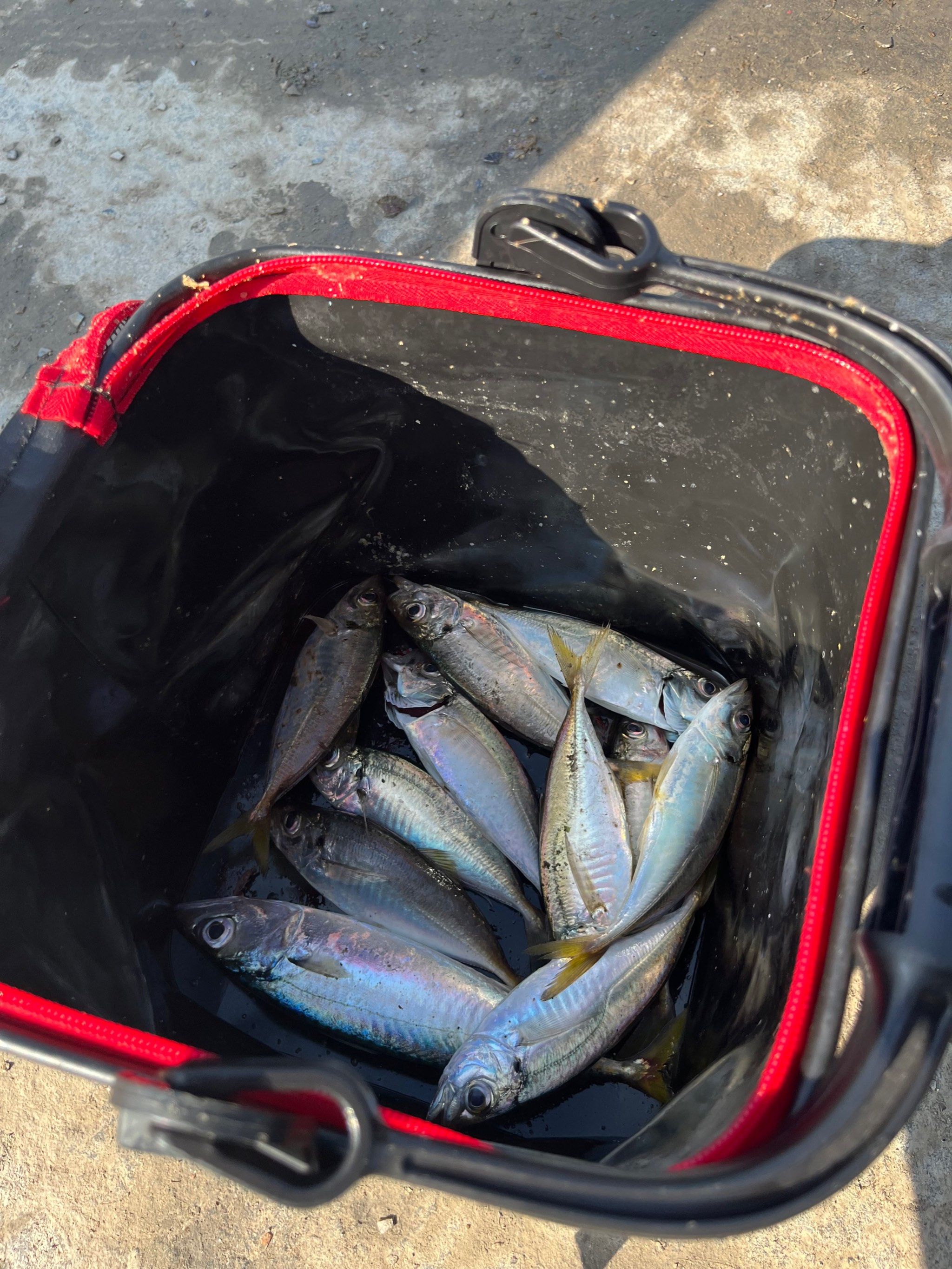海钓青占鱼技巧(钓青尾鲴的最佳时间) 海钓青占鱼技巧(钓青尾鲴的最佳时间)