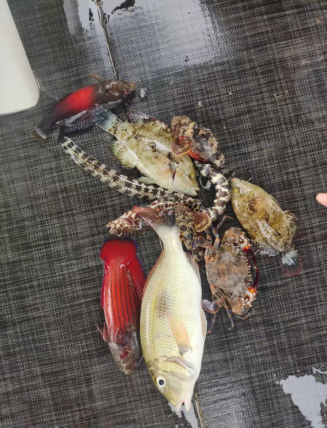 琼海租船出海钓鱼(出海钓鱼的文案) 琼海租船出海钓鱼(出海钓鱼的文案)