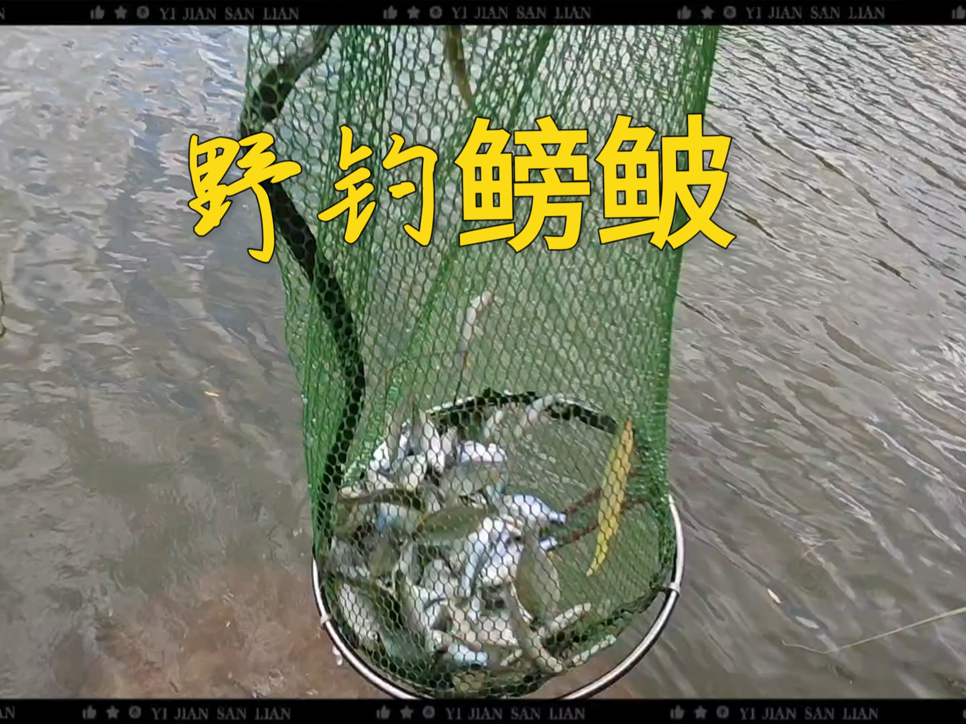 河钓鳑鲏技巧(河里钓鲮鱼怎么选地点) 河钓鳑鲏技巧(河里钓鲮鱼怎么选地点)