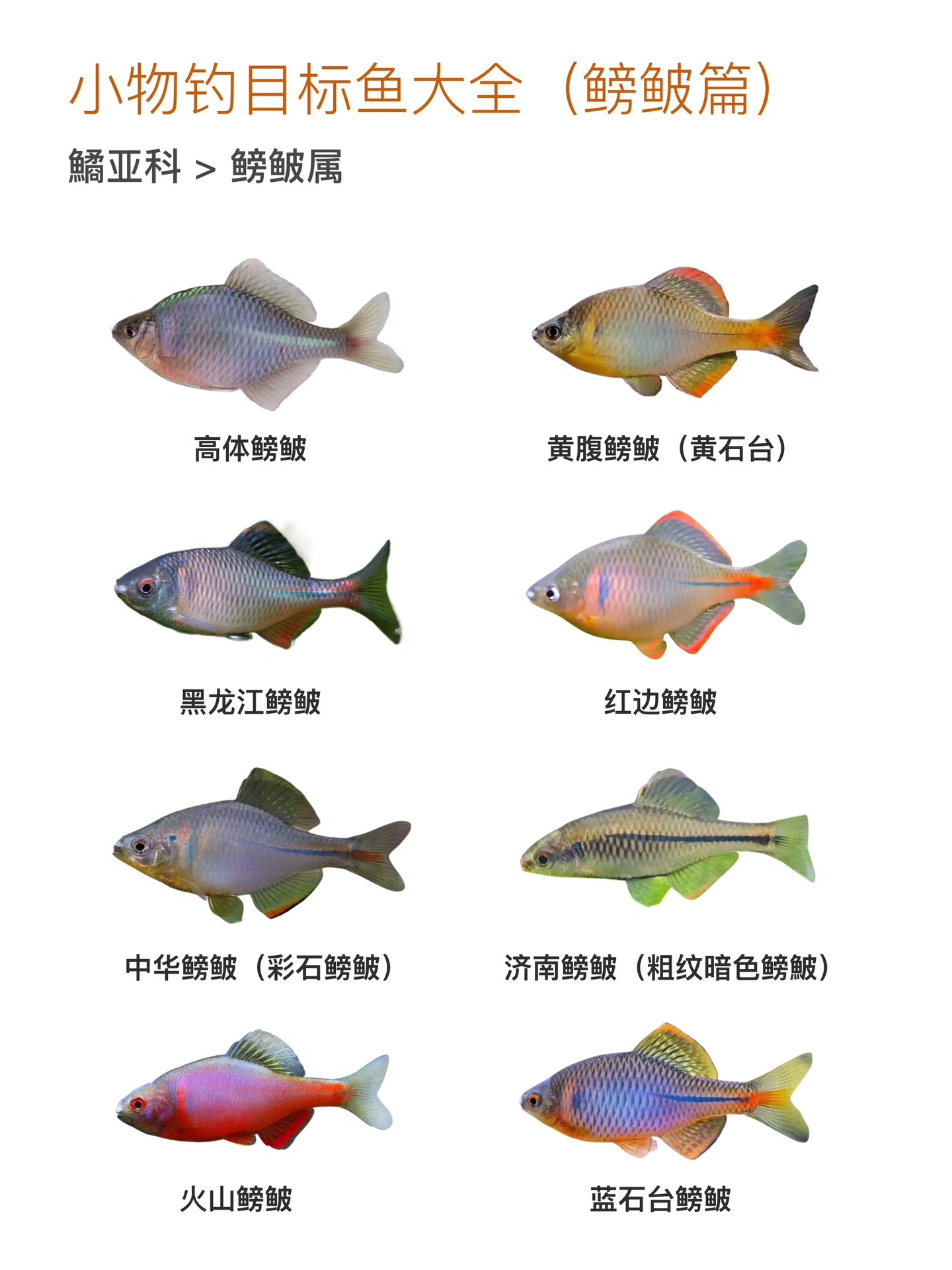 河钓鳑鲏技巧(河里钓鲮鱼怎么选地点) 河钓鳑鲏技巧(河里钓鲮鱼怎么选地点)