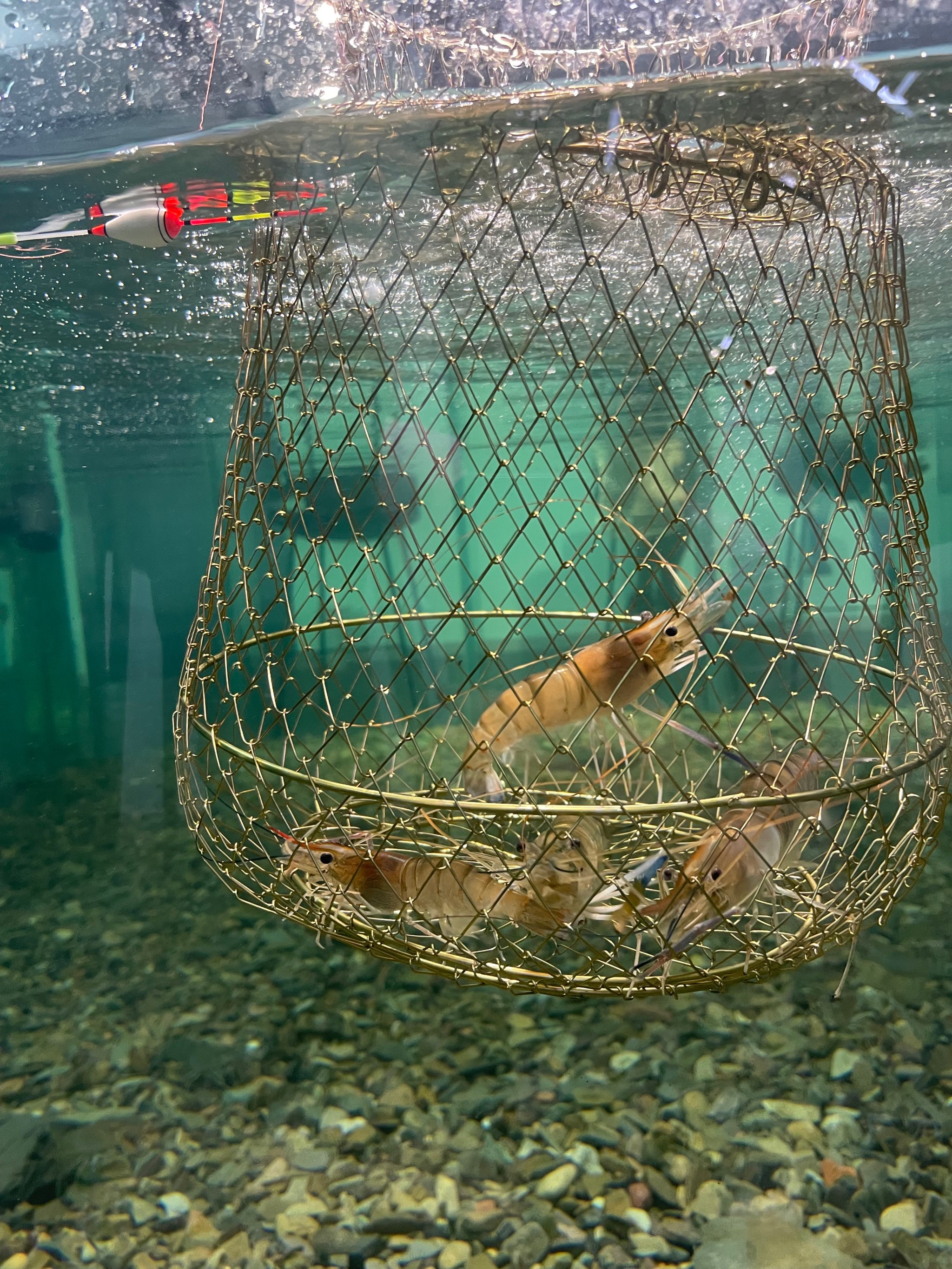 钓虾技巧钓虾场(虾如何钓虾) 钓虾技巧钓虾场(虾如何钓虾)