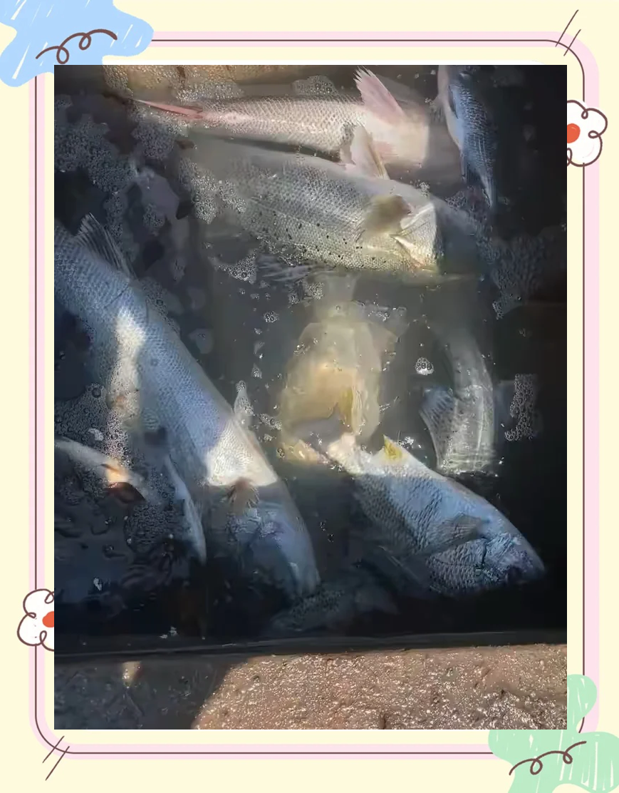 海钓鲈鱼天气(海钓鲈鱼时间) 海钓鲈鱼天气(海钓鲈鱼时间)