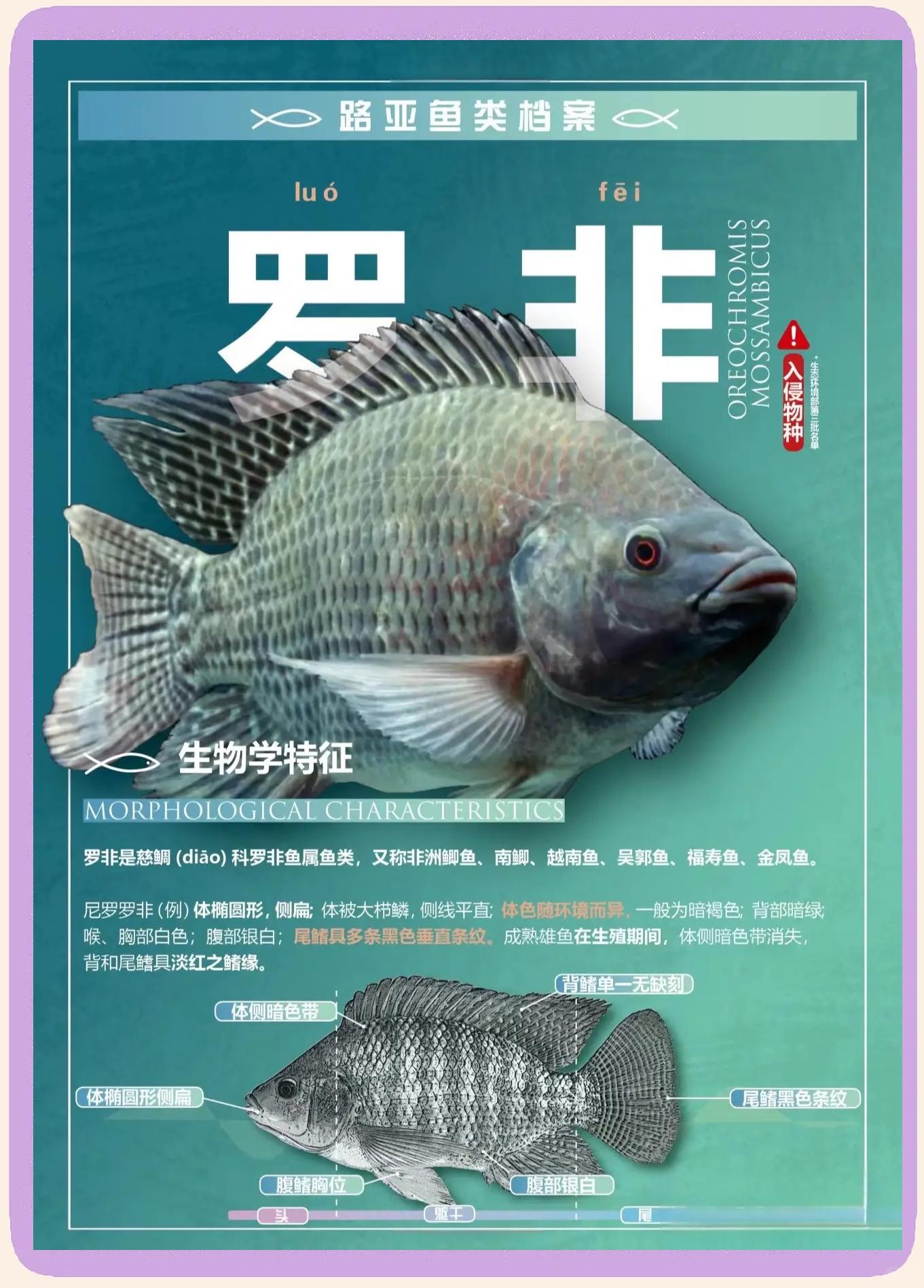 罗非鱼饵料特点(罗非鱼饵料特点介绍) 罗非鱼饵料特点(罗非鱼饵料特点介绍)