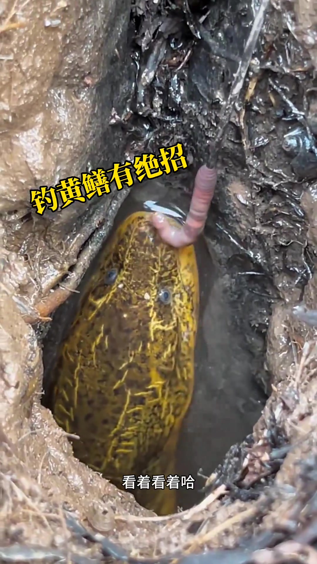 满月海钓鳝鱼(鳝鱼饵料最好的配方) 满月海钓鳝鱼(鳝鱼饵料最好的配方)