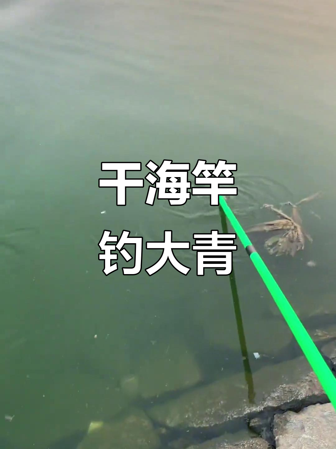 初夏水库钓青鱼的技巧(水库钓青鱼必须掌握的六个技巧) 初夏水库钓青鱼的技巧(水库钓青鱼必须掌握的六个技巧)
