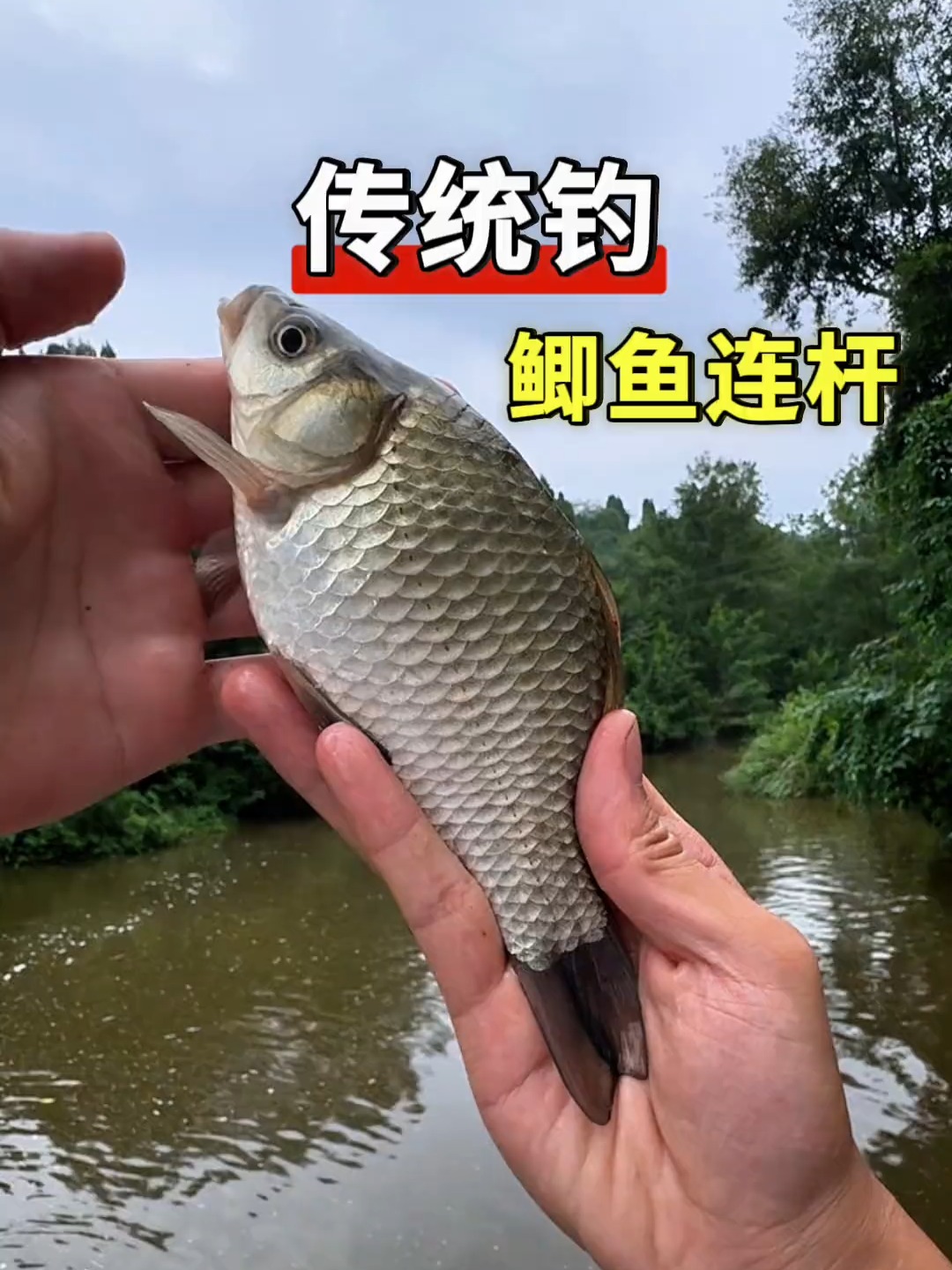 长竿短线钓鲤鱼的技巧(长竿短线钓鲤鱼的技巧视频) 长竿短线钓鲤鱼的技巧(长竿短线钓鲤鱼的技巧视频)