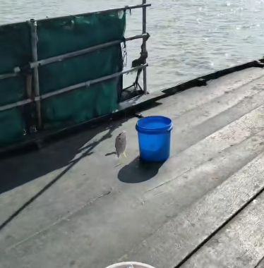 秦皇岛海钓网(秦皇岛海钓一般都能钓到什么鱼)