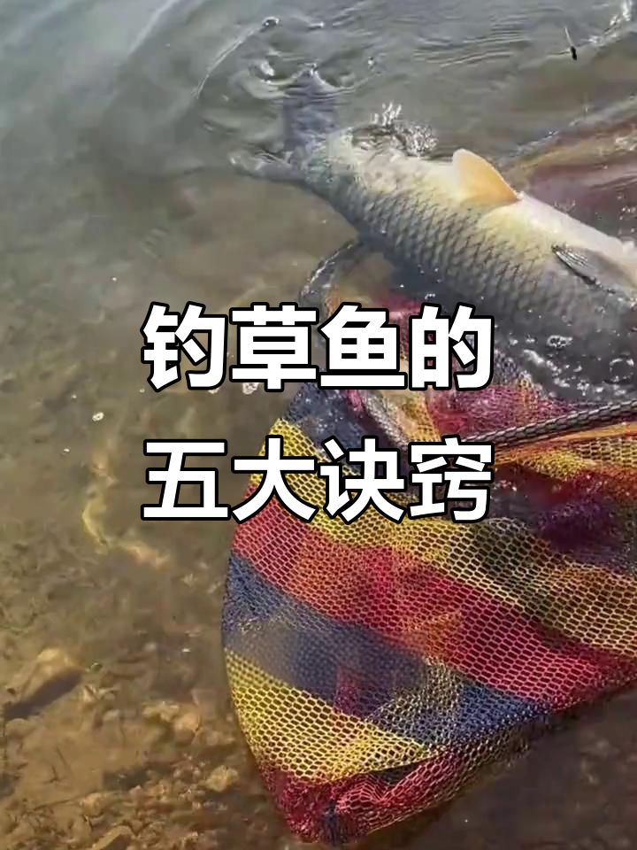 冰钓钓草鱼技巧(冰钓能钓到什么鱼) 冰钓钓草鱼技巧(冰钓能钓到什么鱼)