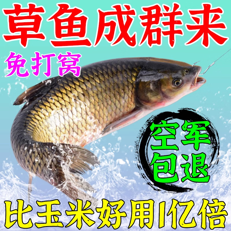 黑坑用玉米钓草鱼技巧(黑坑用玉米打窝可以吗) 黑坑用玉米钓草鱼技巧(黑坑用玉米打窝可以吗)