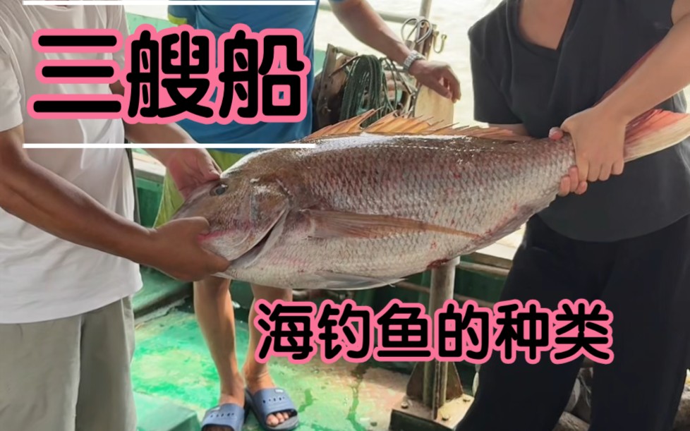 海钓鱼料有哪些(海钓用什么料最好钓鱼) 海钓鱼料有哪些(海钓用什么料最好钓鱼)