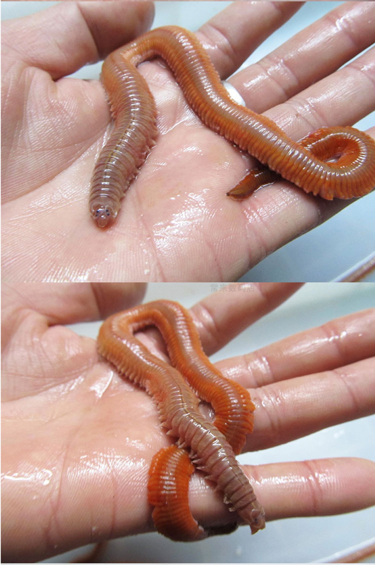 海钓鱼料有哪些(海钓用什么料最好钓鱼) 海钓鱼料有哪些(海钓用什么料最好钓鱼)