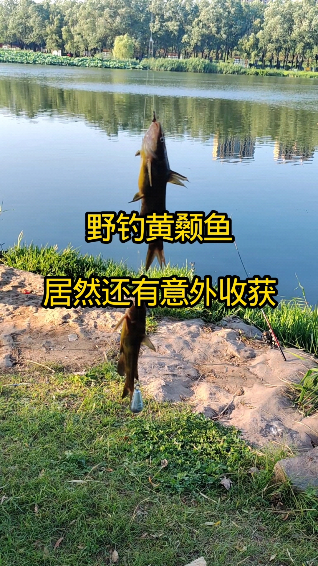 手竿钓黄鸭叫技巧(野钓黄鸭叫) 手竿钓黄鸭叫技巧(野钓黄鸭叫)