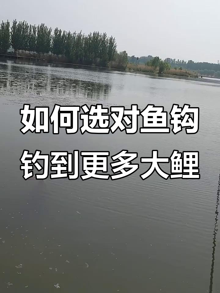 北方中秋钓鲤鱼技巧(中秋野钓鲤鱼用饵料和技巧)