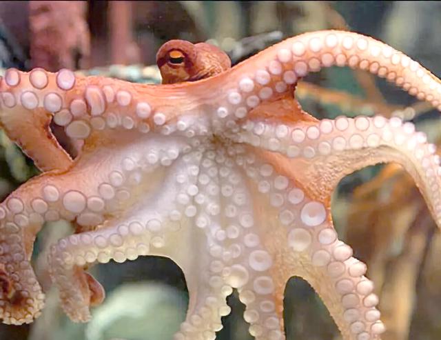 海钓能钓起章鱼吗(海钓章鱼的技巧全解析) 海钓能钓起章鱼吗(海钓章鱼的技巧全解析)