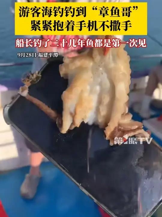 海钓能钓起章鱼吗(海钓章鱼的技巧全解析) 海钓能钓起章鱼吗(海钓章鱼的技巧全解析)