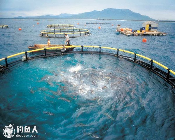 海边网箱边钓鱼技巧(海边网箱边钓鱼技巧图解) 海边网箱边钓鱼技巧(海边网箱边钓鱼技巧图解)