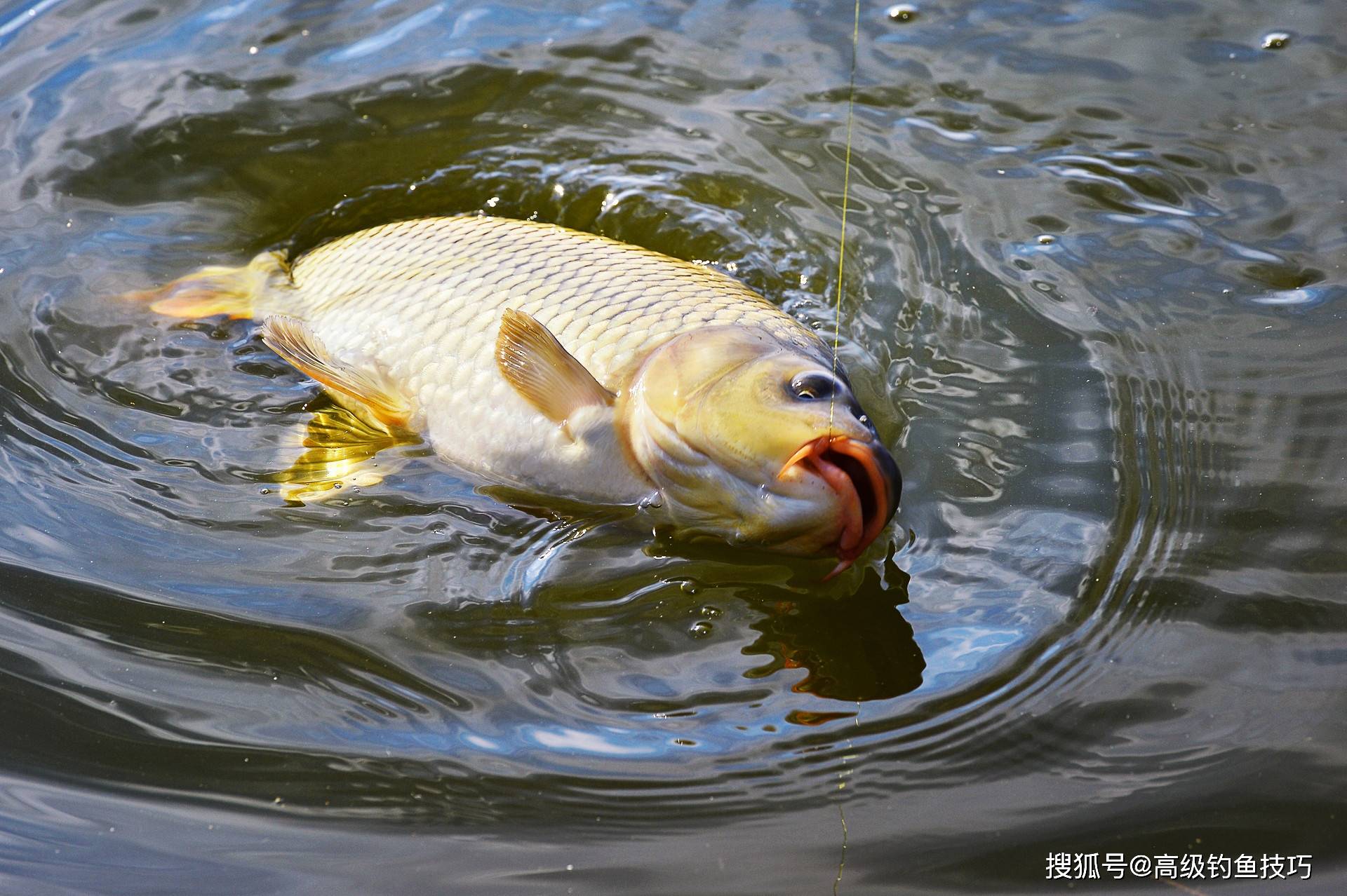 夏天野坑钓鲤鱼技巧的简单介绍