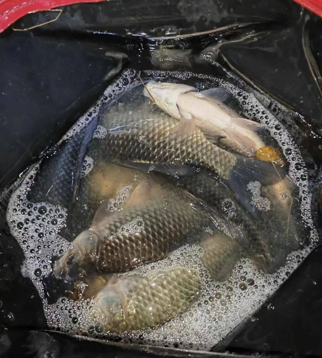 初冬垂钓鲫鱼技巧(初冬钓鲫鱼是钓深还是钓浅) 初冬垂钓鲫鱼技巧(初冬钓鲫鱼是钓深还是钓浅)