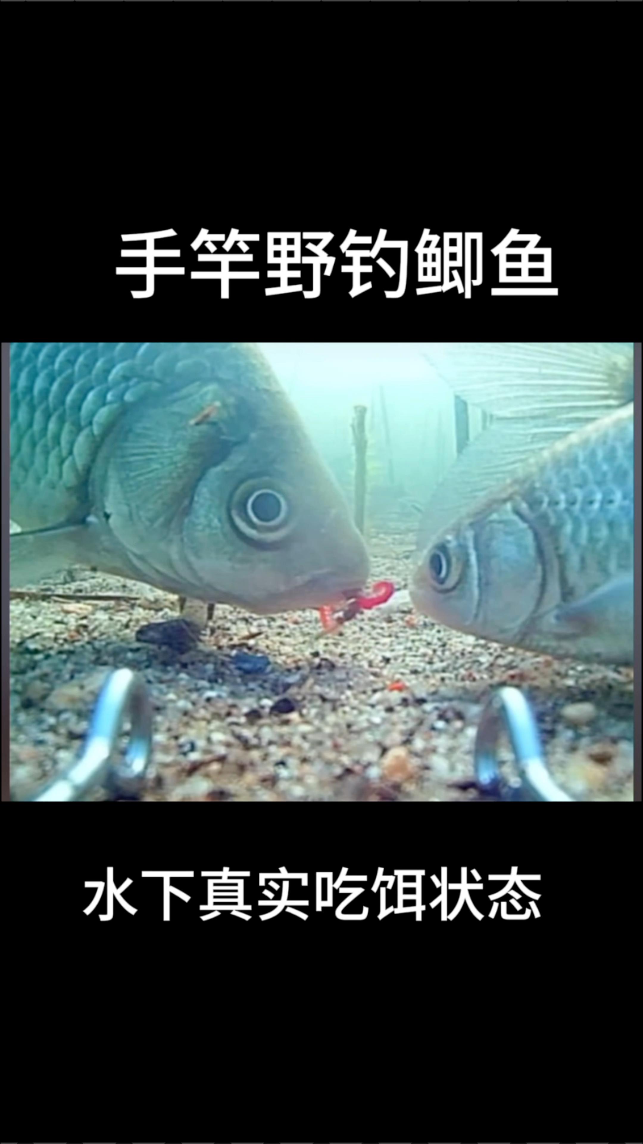 北方冬季野钓鲫鱼技巧(北方冬季钓鲫鱼用什么鱼饵) 北方冬季野钓鲫鱼技巧(北方冬季钓鲫鱼用什么鱼饵)