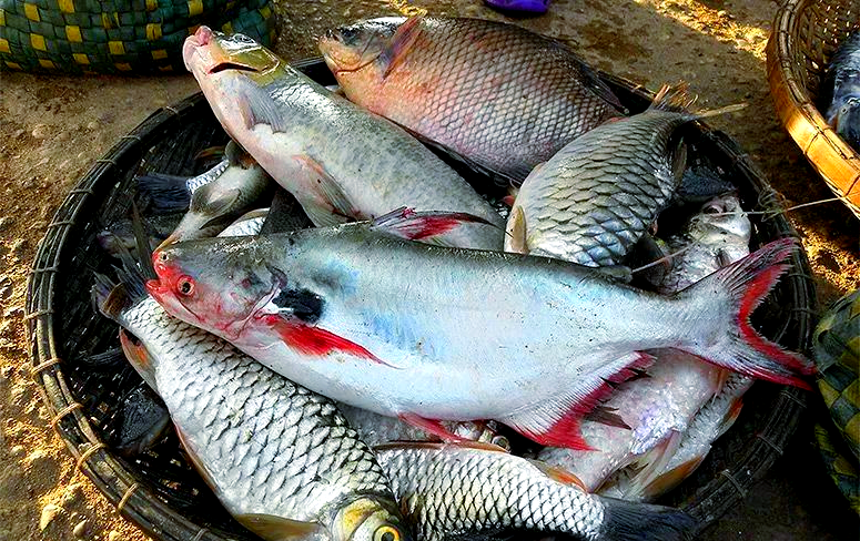 湄公河路亚对象鱼(湄公河最贵的淡水鱼) 湄公河路亚对象鱼(湄公河最贵的淡水鱼)