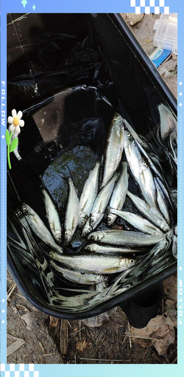 白眼梭鱼路亚(白眼梭鱼能做水煮鱼吗) 白眼梭鱼路亚(白眼梭鱼能做水煮鱼吗)