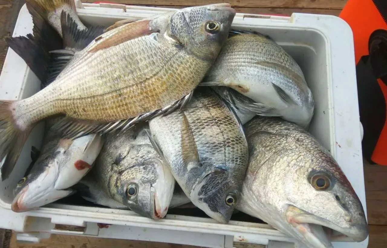 海钓危险鱼(海钓常见毒鱼) 海钓危险鱼(海钓常见毒鱼)