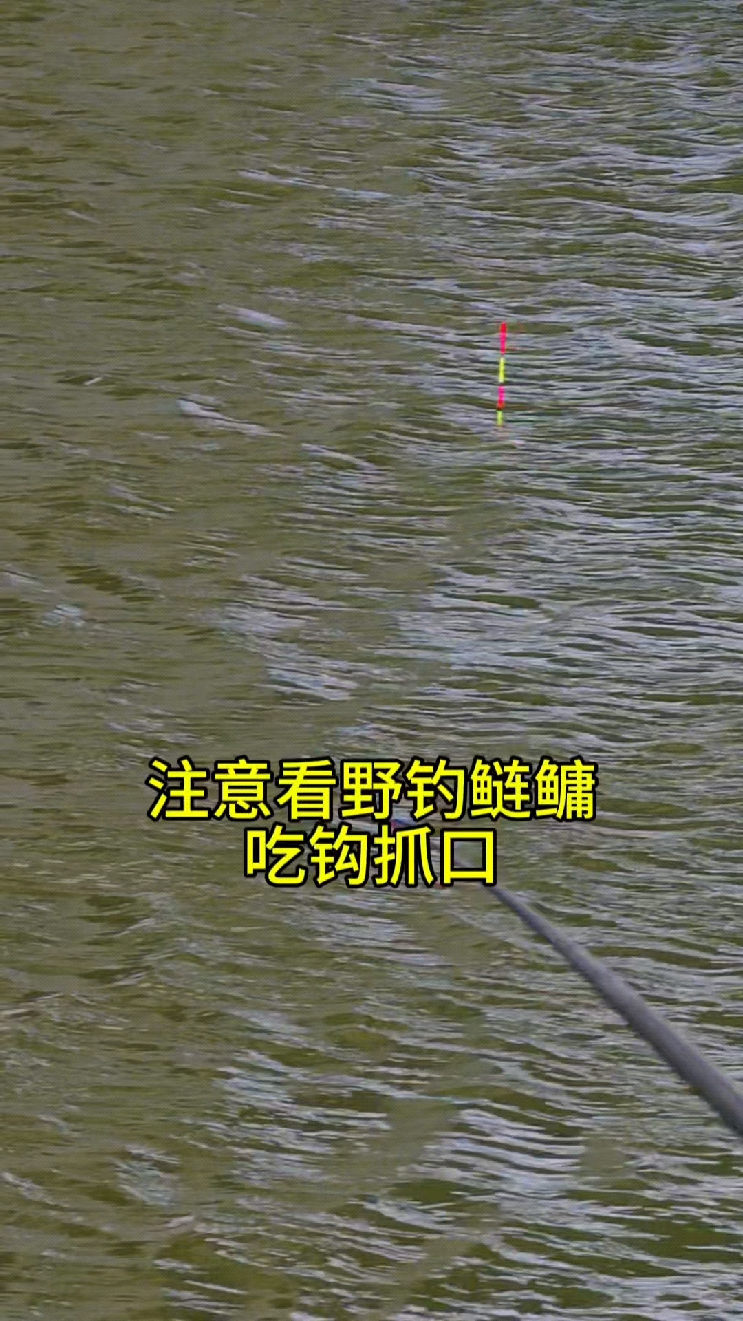 河流锚鲢鱼技巧(锚鲢鱼教学视频) 河流锚鲢鱼技巧(锚鲢鱼教学视频)
