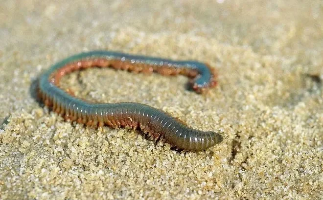 海钓如何勾虫(史上最吓人海底生物)