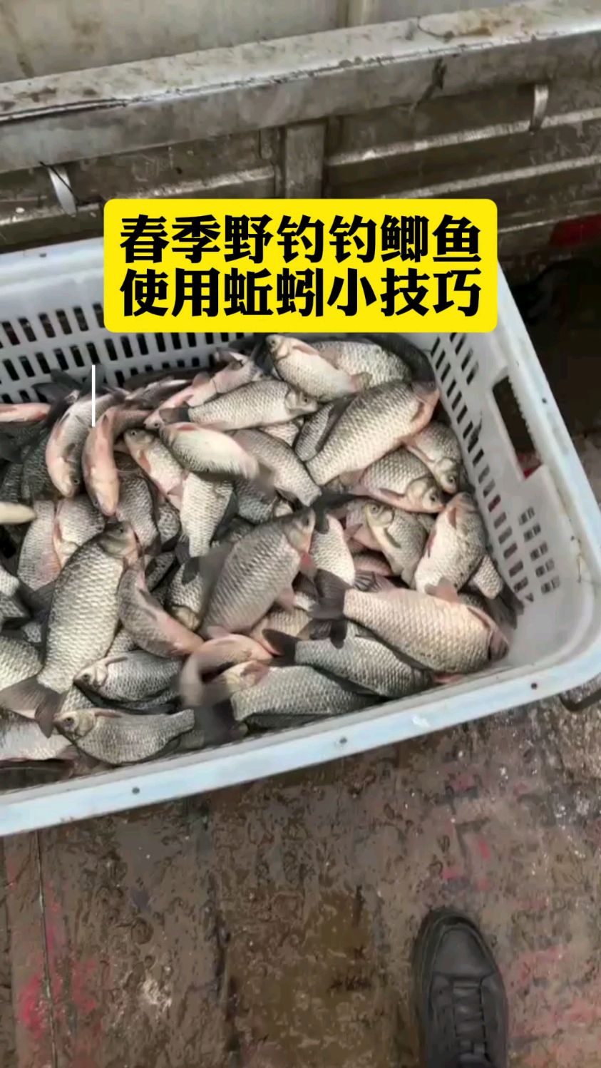 传统蚯蚓钓鲫鱼技巧(传统蚯蚓钓鲫鱼技巧图解) 传统蚯蚓钓鲫鱼技巧(传统蚯蚓钓鲫鱼技巧图解)