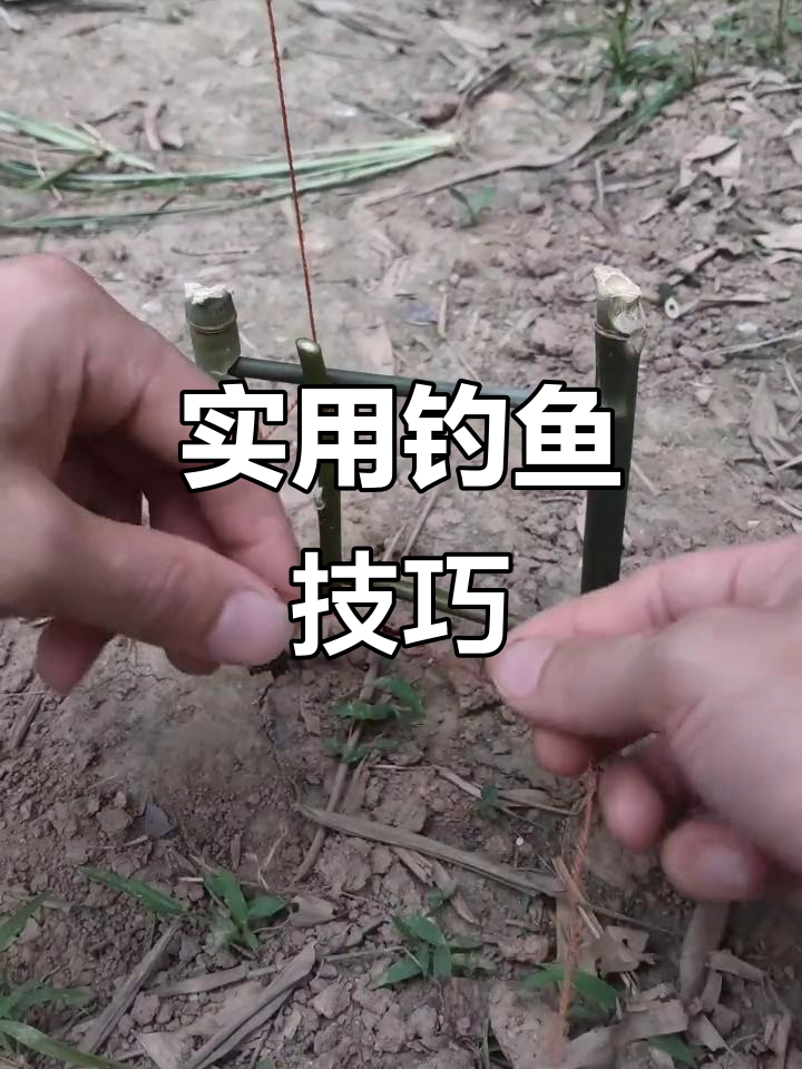 钓叉尾鱼技巧(如何钓叉尾鮰) 钓叉尾鱼技巧(如何钓叉尾鮰)