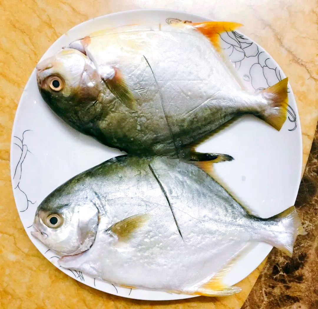 如何海钓金鲳鱼(海钓金鲳鱼视频)