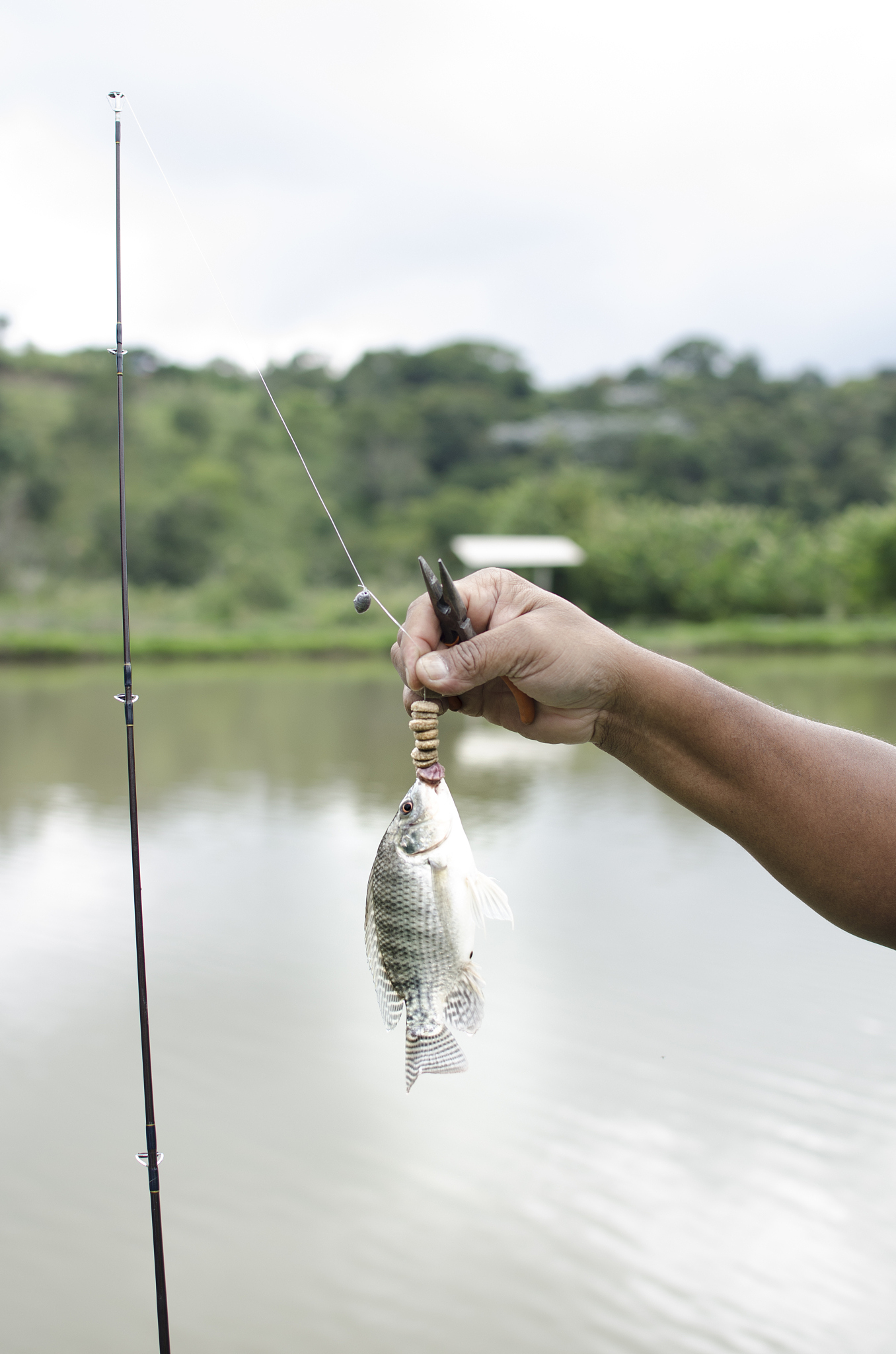 钓鲫鱼技巧钓鱼人必看(钓鱼钓鲫鱼有什么技巧) 钓鲫鱼技巧钓鱼人必看(钓鱼钓鲫鱼有什么技巧)