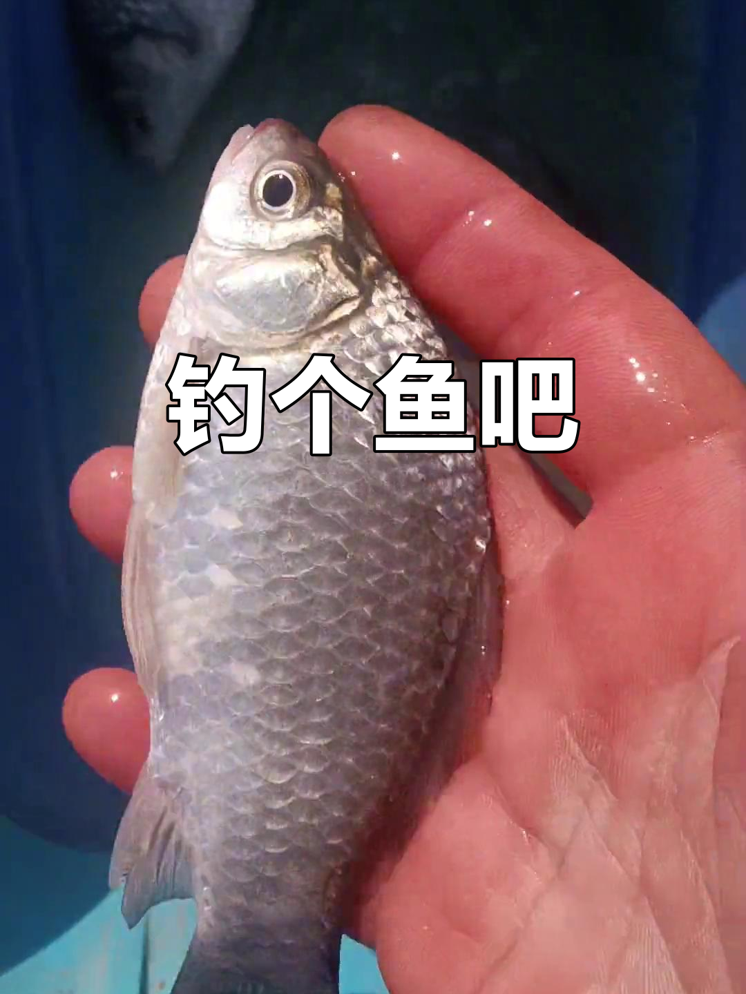 扳鱼技巧(扳鱼网图片) 扳鱼技巧(扳鱼网图片)