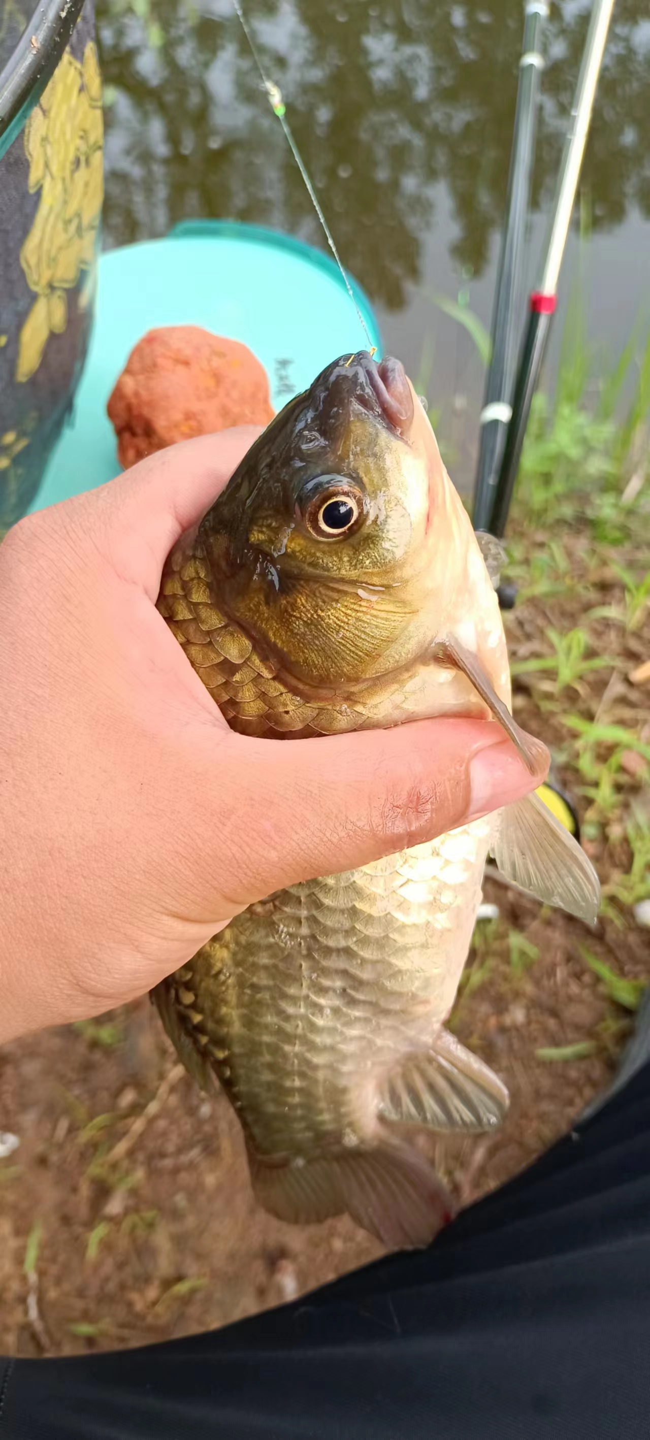 大鲤鱼不吃饵料(大鲤鱼不吃饵料的原因) 大鲤鱼不吃饵料(大鲤鱼不吃饵料的原因)